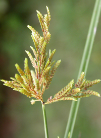 Ricefield Flat-sedge