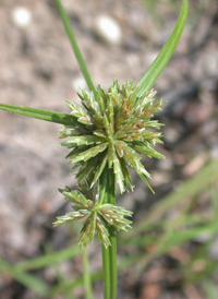 Great Plains Flat-sedge