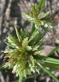 Great Plains Flat-sedge