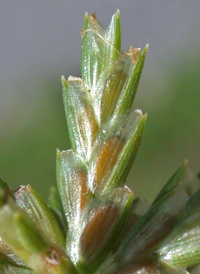 Great Plains Flat-sedge