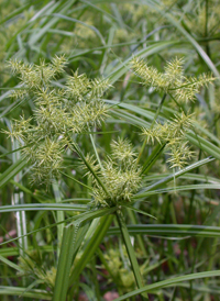 Fragrant Flat-sedge