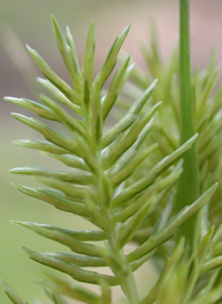 Fragrant Flat-sedge