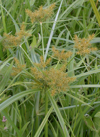 Fragrant Flat-sedge