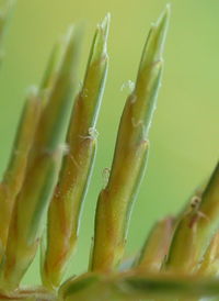 Fragrant Flat-sedge