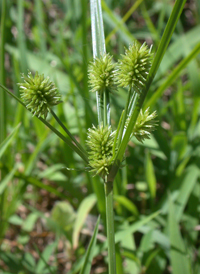 Pine Barren Flat-sedge