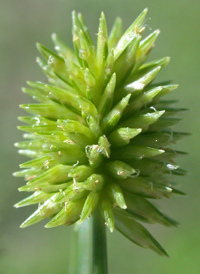 Pine Barren Flat-sedge