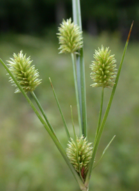 Pine Barren Flat-sedge