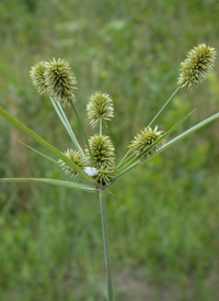 Pine Barren Flat-sedge