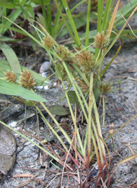 Bearded Flat-sedge