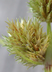 Bearded Flat-sedge