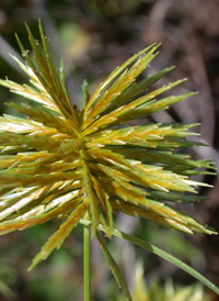 Straw-colored Flat-sedge