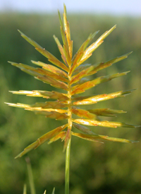 Straw-colored Flat-sedge