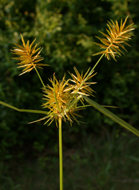 Straw-colored Flat-sedge