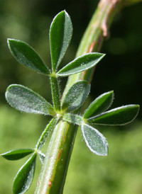 Common Broom