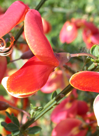 Common Broom