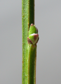 Common Broom