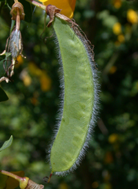 Common Broom