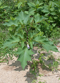 Common Thorn-apple