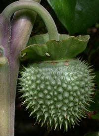 Sacred Thorn-apple