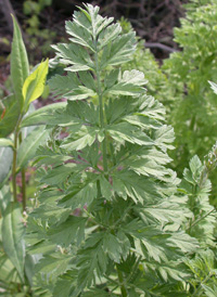 Wild Carrot