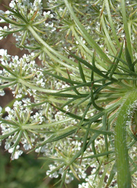 Wild Carrot