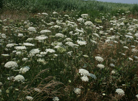 Wild Carrot