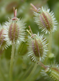 Wild Carrot