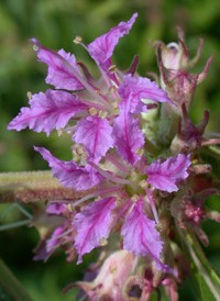 Swamp Loosestrife