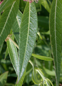 Swamp Loosestrife