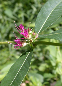 Swamp Loosestrife