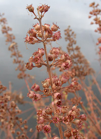 Swamp Loosestrife