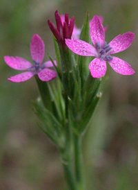 Deptford Pink