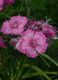 Sweet William