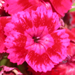 Sweet William Sweet William