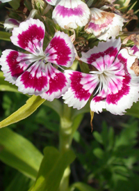 Sweet William