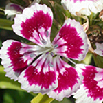 Sweet William Sweet William