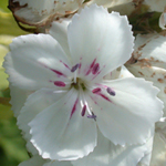 Sweet William Sweet William