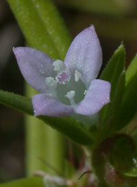 Rough Buttonweed