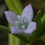 Rough Buttonweed Rough Buttonweed