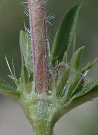 Rough Buttonweed