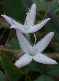 Virginia Buttonweed