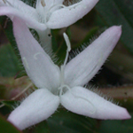 Virginia Buttonweed Virginia Buttonweed