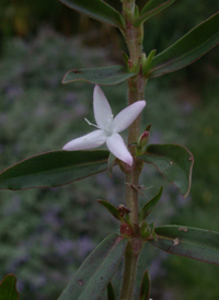 Virginia Buttonweed