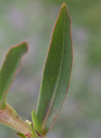 Virginia Buttonweed