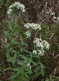 Flat-topped White Aster