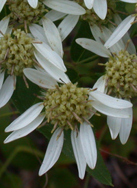 Flat-topped White Aster