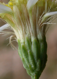 Flat-topped White Aster