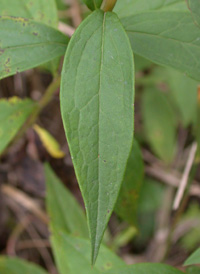 Flat-topped White Aster