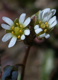 Spring Whitlow-grass