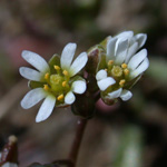 Spring Whitlow-grass Spring Whitlow-grass